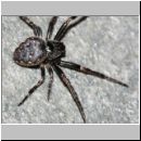 Nuctenea umbratica - Spaltenkreuzspinne w04d.jpg